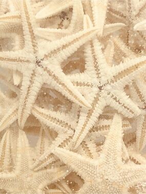 Genuine Real Mini Starfish for Crafts Crafting Resin Wedding Nautical Tabletop